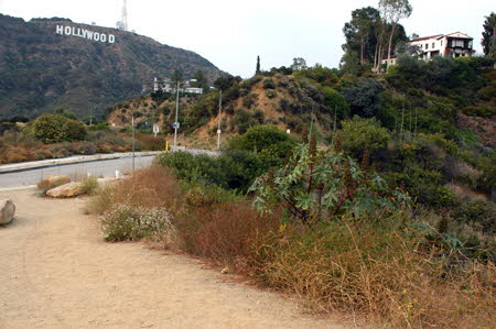 Excerpt From The Overlook (Photo by Wendy Werris)
Following the walk-through he stood in the backyard looking up at the Hollywood sign and calling central communications again to ask that a second forensics team be dispatched to process the Kent house. He also checked on the ETA of the paramedics coming to examine Alicia Kent and was told that they were still five minutes away. This was ten minutes after he had been told that they were ten minutes away. Hollywood Sign
