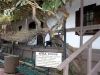 Avila Adobe