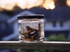 Shells in a Jar