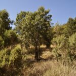 Ironwood tree - Ironwood