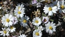 the Desert Star flower - Desert Star