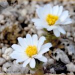 the Desert Star flower - Desert Star